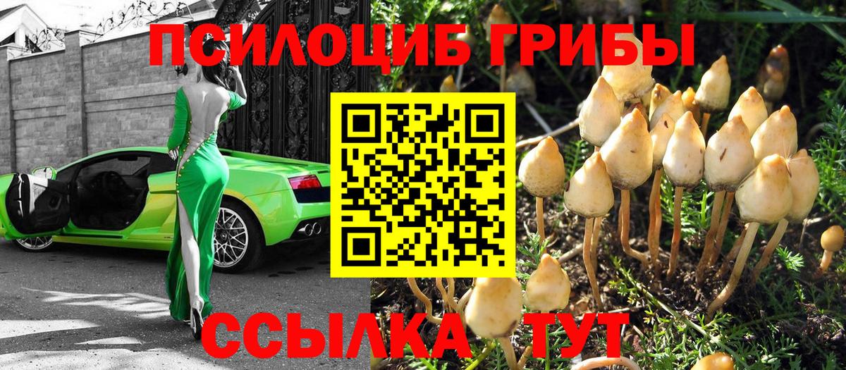 Псилоцибиновые грибы Psilocybe  Вход с VPN  Вичуга  Галлюциногенные грибы Psilocybine cubensis 